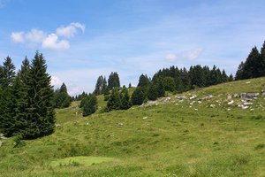 bosco roccia guidealtopiano w n5